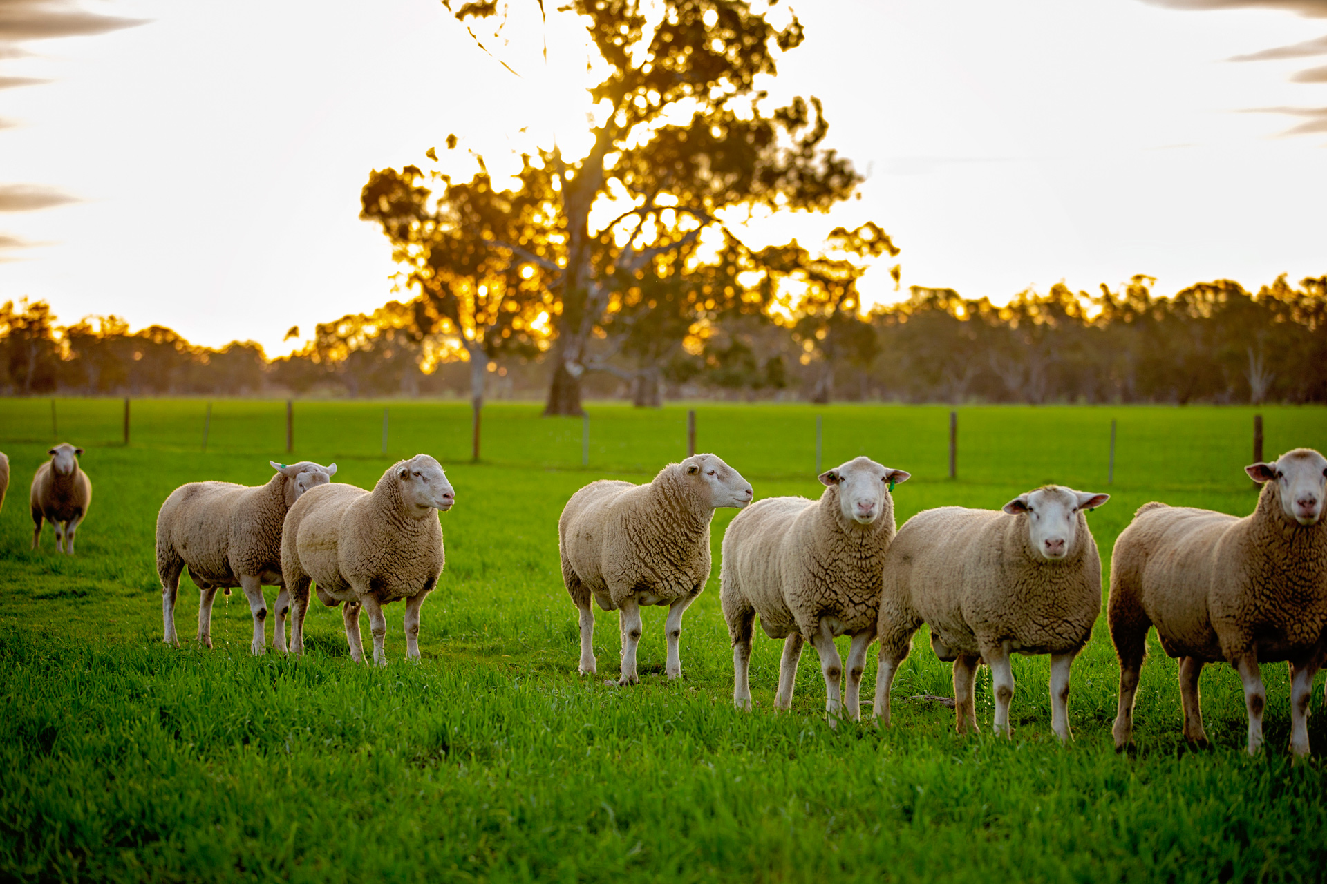 2020 Annual Sheep Sale - Catalogue Online - Days Whiteface