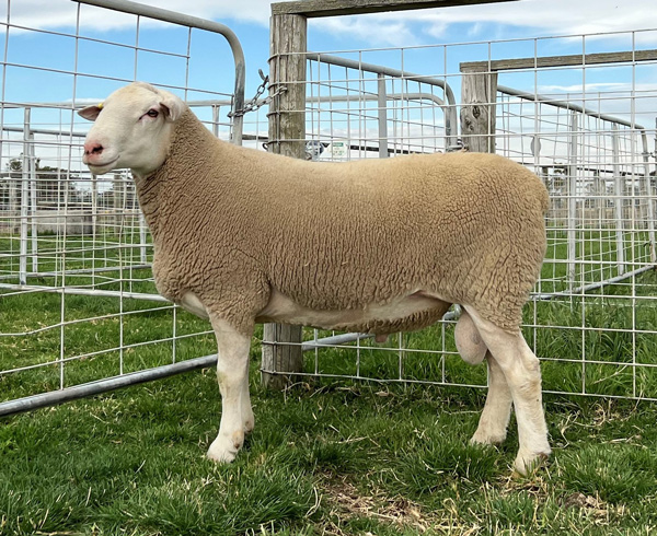 White Suffolk Semen Sires - Days Whiteface - South Australia